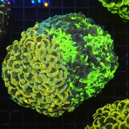 H-2502 - Euphyllia paraancora
