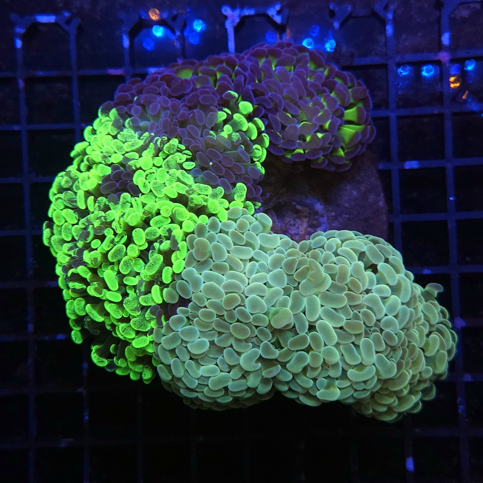 H-2503 - Euphyllia paraancora