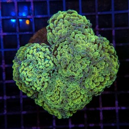 H-2504 - Euphyllia paraancora