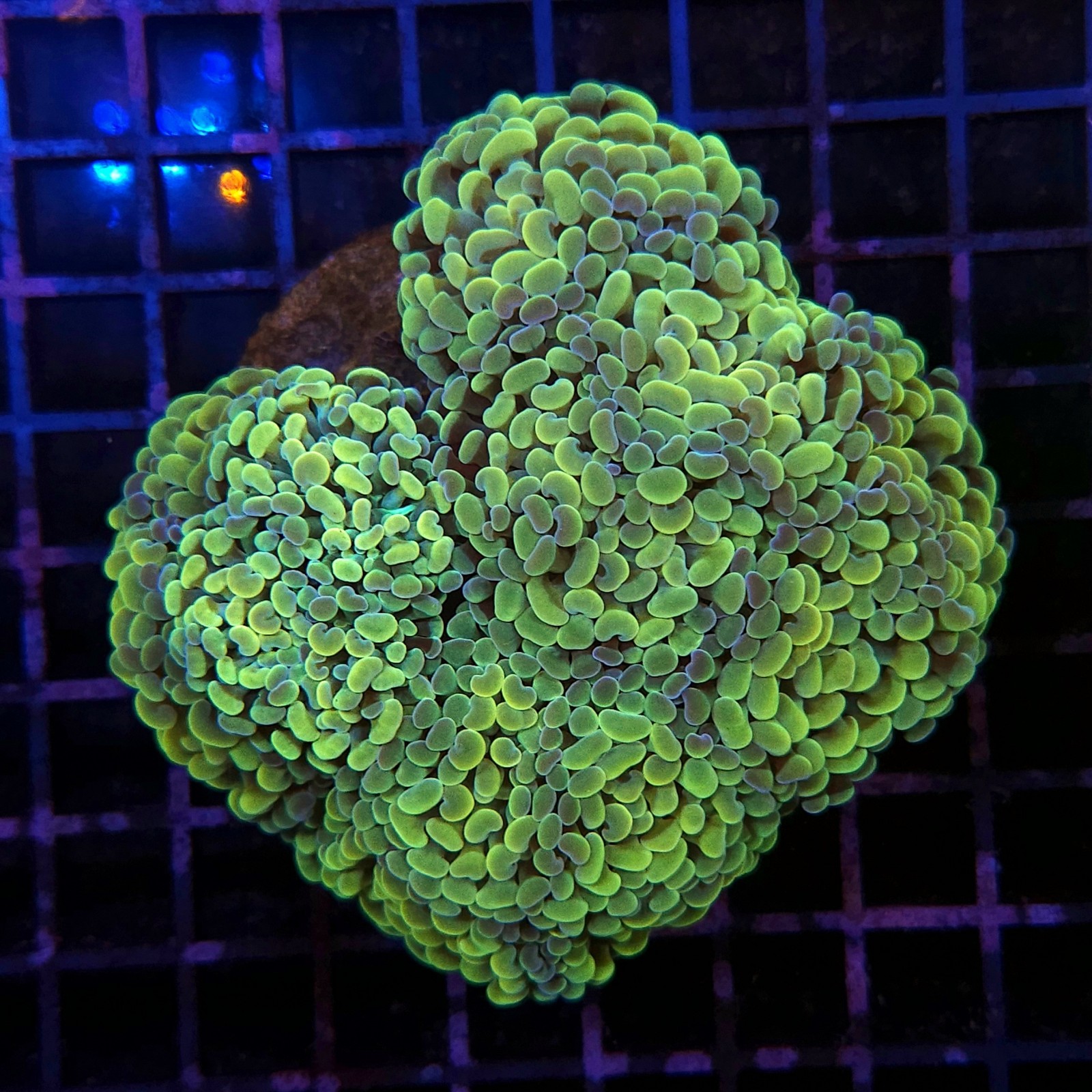 H-2504 - Euphyllia paraancora