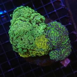 H-2505 - Euphyllia paraancora