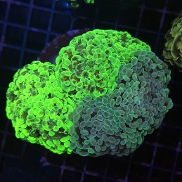 H-2506 - Euphyllia paraancora