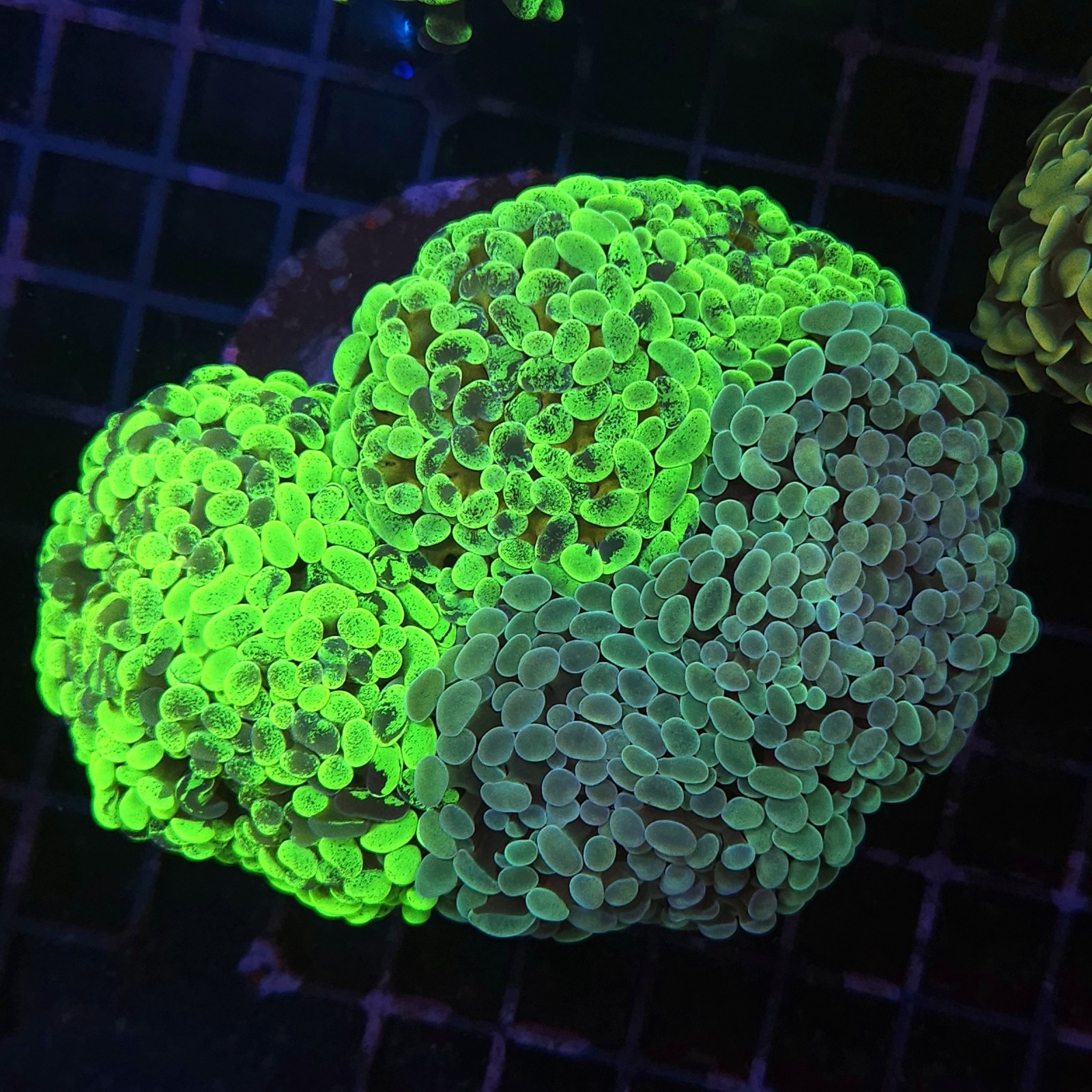 H-2506 - Euphyllia paraancora