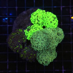 H-2507 - Euphyllia paraancora