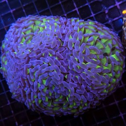 H-2508 - Euphyllia paraancora