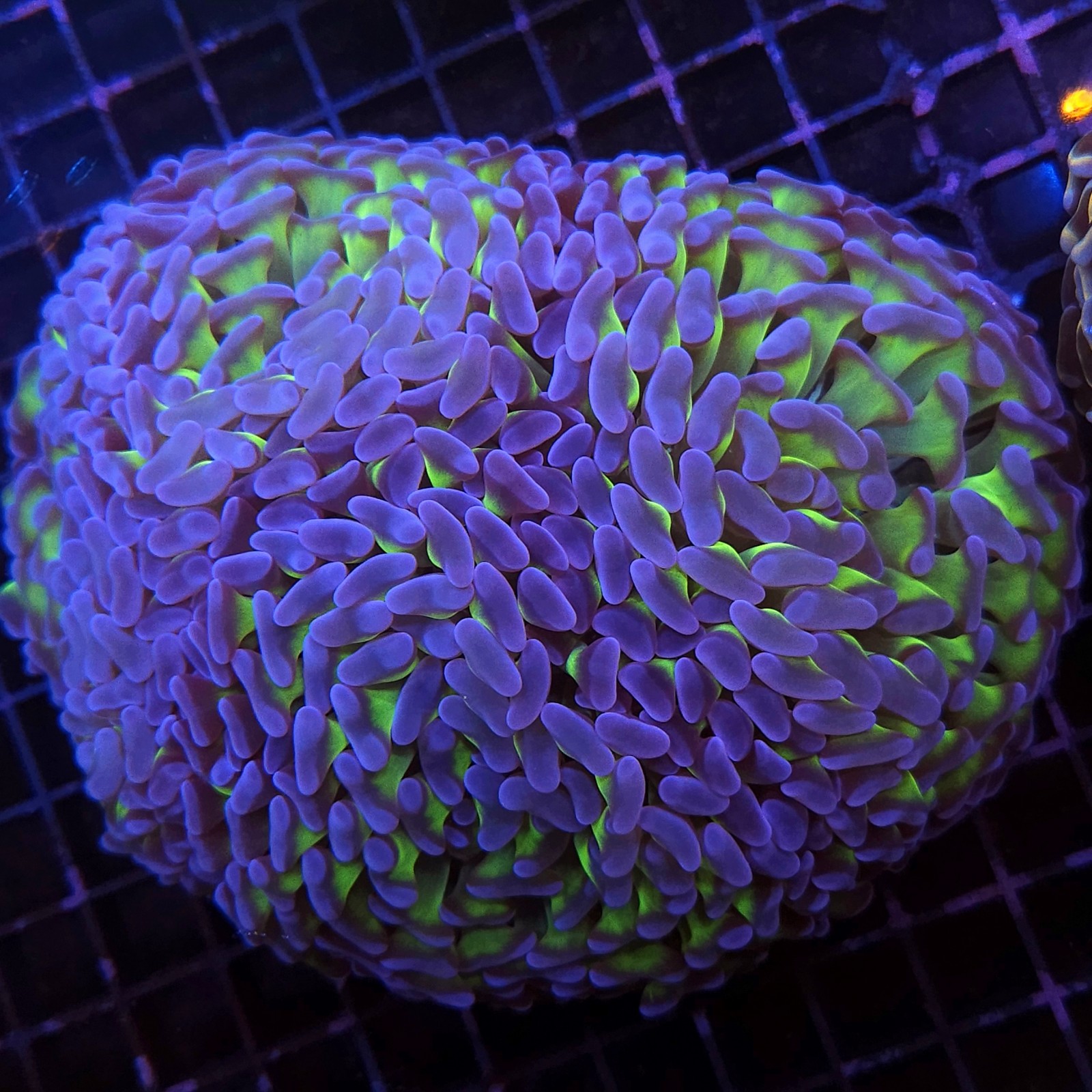 H-2508 - Euphyllia paraancora