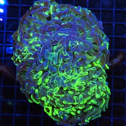 H-2509 - Euphyllia paraancora
