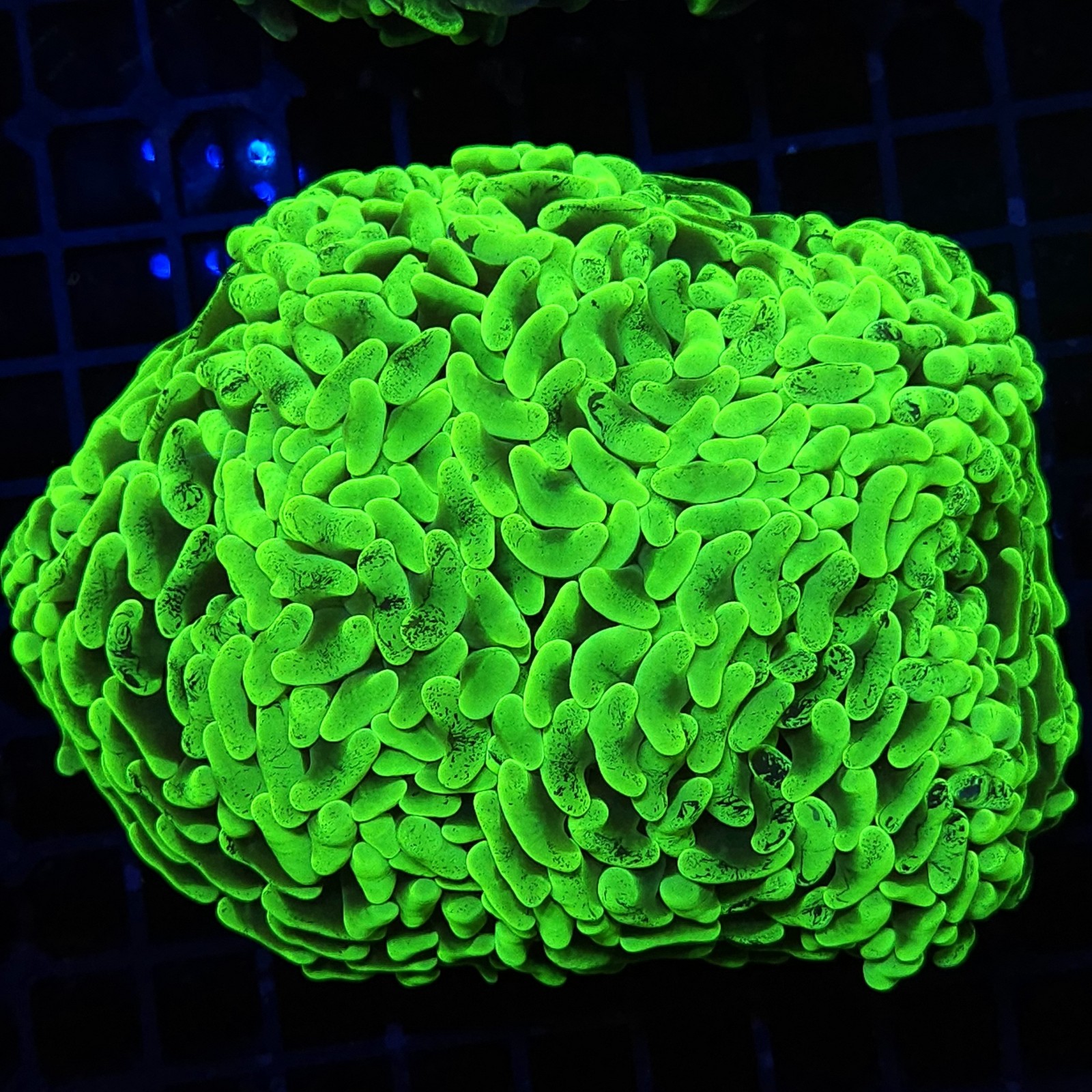 H-2510 - Euphyllia paraancora