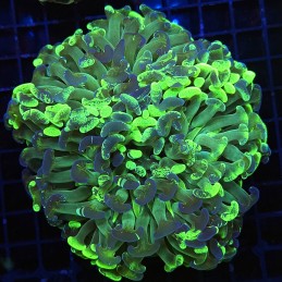 H-2511 - Euphyllia paraancora
