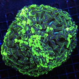 H-2512 - Euphyllia paraancora