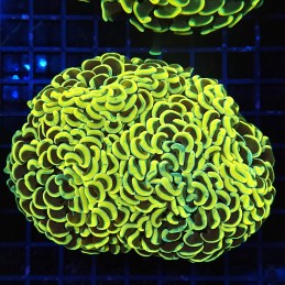 H-2514 - Euphyllia paraancora
