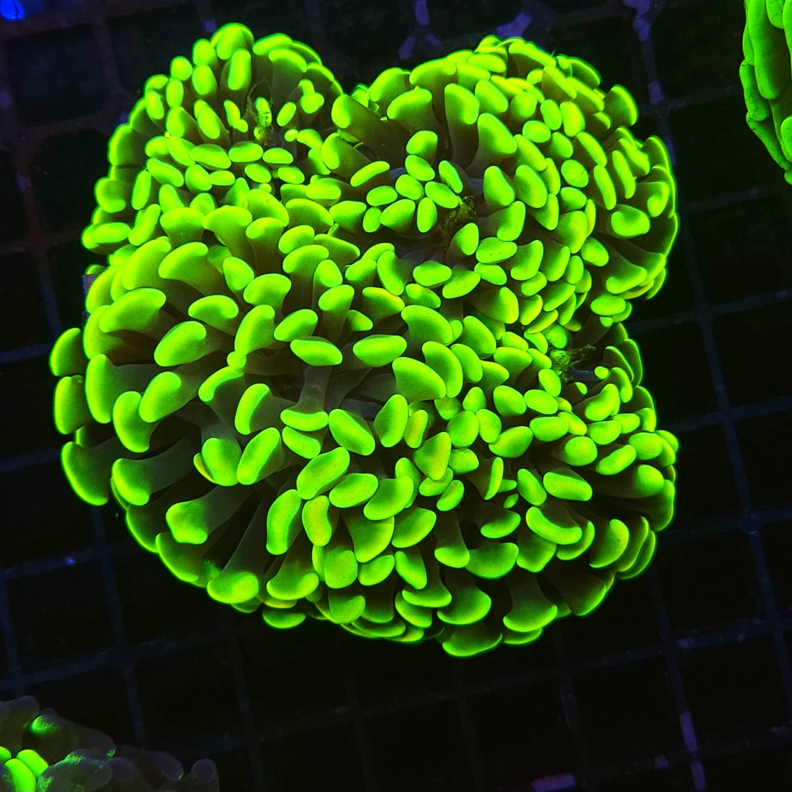 H-2515 - Euphyllia paraancora