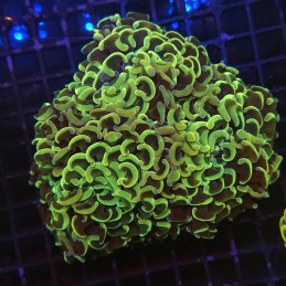 H-2516 - Euphyllia paraancora