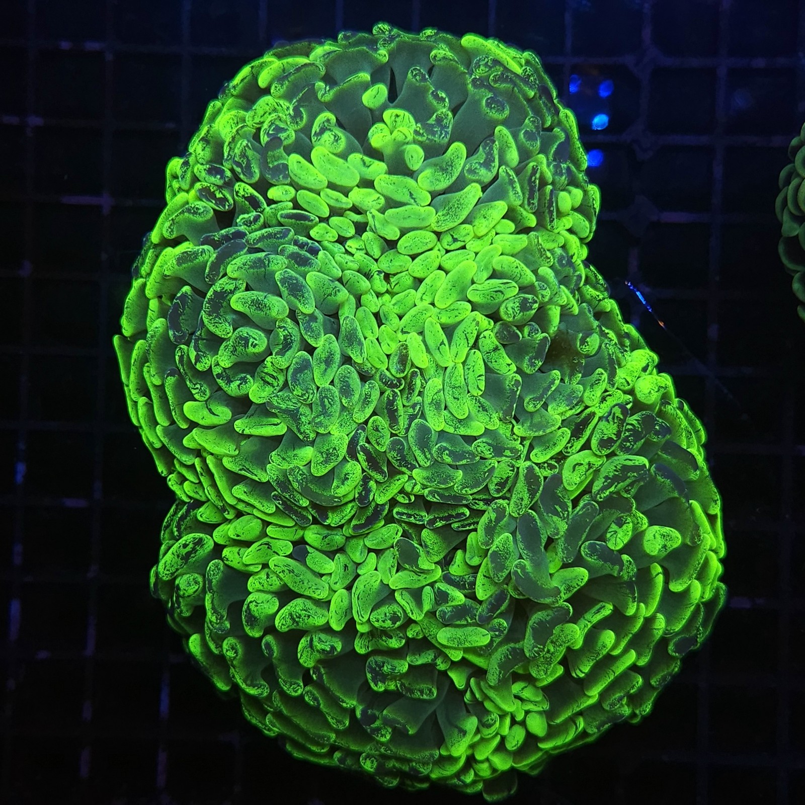 H-2517 - Euphyllia paraancora