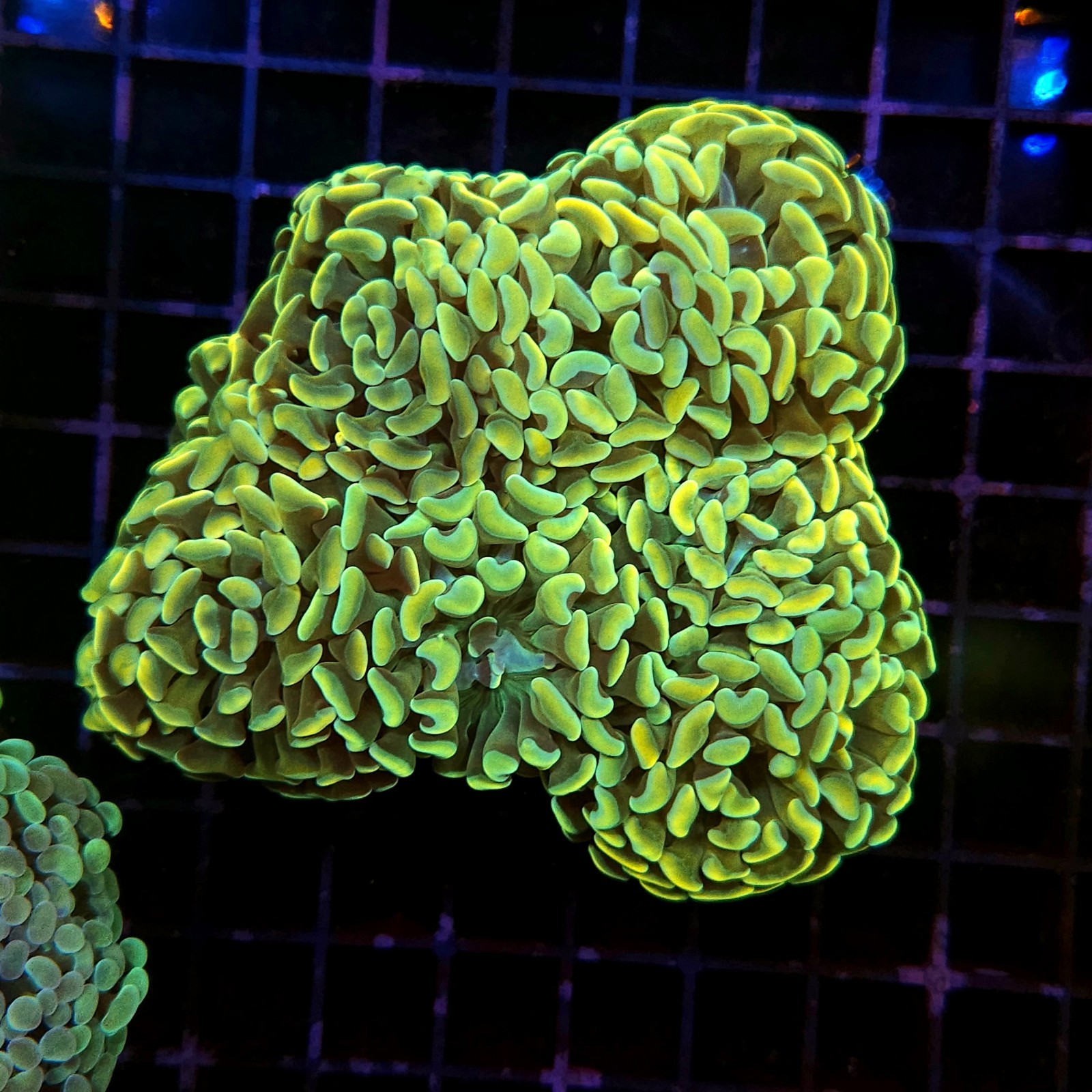 H-2518 - Euphyllia paraancora