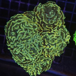 H-2520 - Euphyllia paraancora