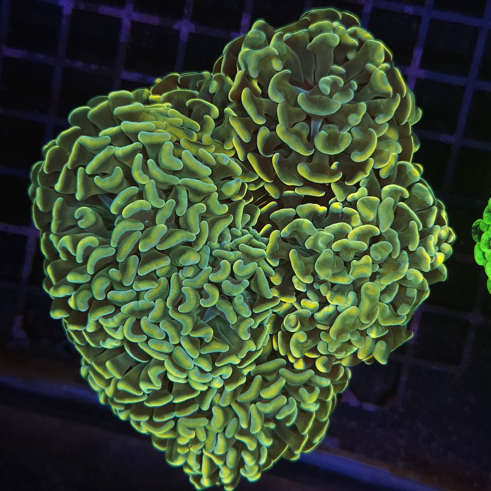 H-2520 - Euphyllia paraancora