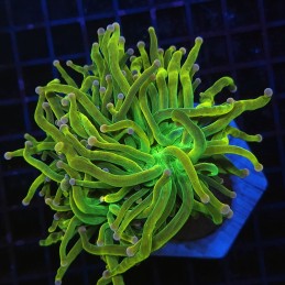 H-4017 - Euphyllia glabrescens