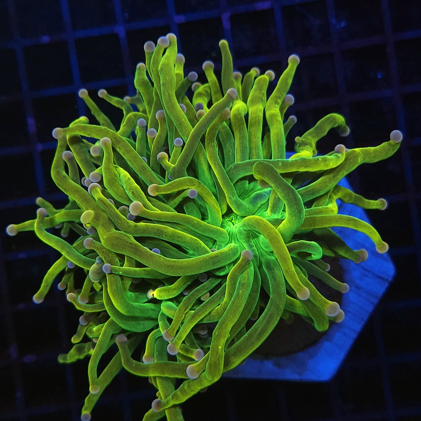 H-4017 - Euphyllia glabrescens