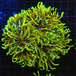 H-4018 - Euphyllia glabrescens