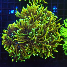 H-4019 - Euphyllia glabrescens