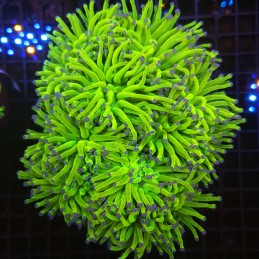 H-4020 - Euphyllia glabrescens