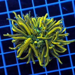 H-4021 - Euphyllia glabrescens