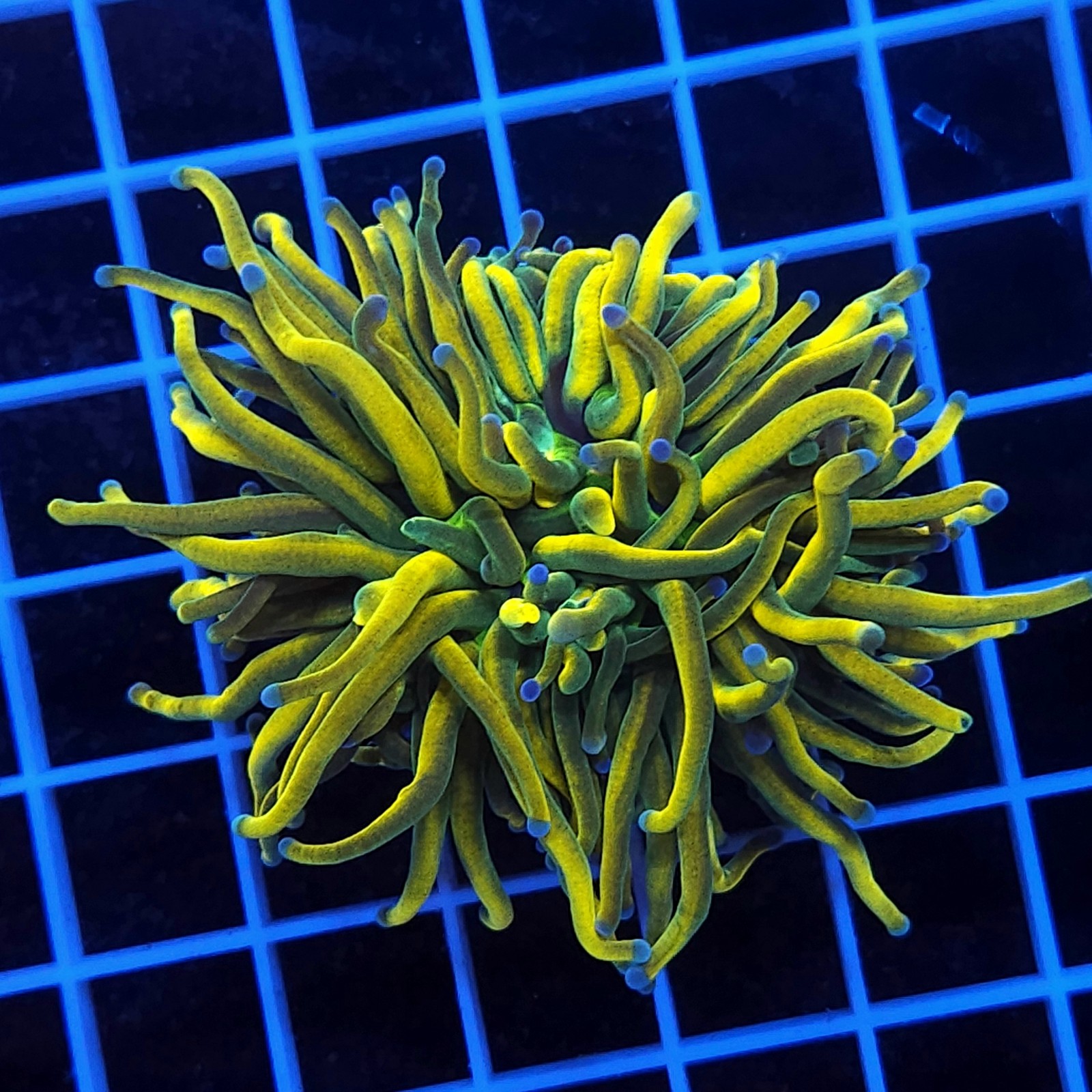 H-4021 - Euphyllia glabrescens