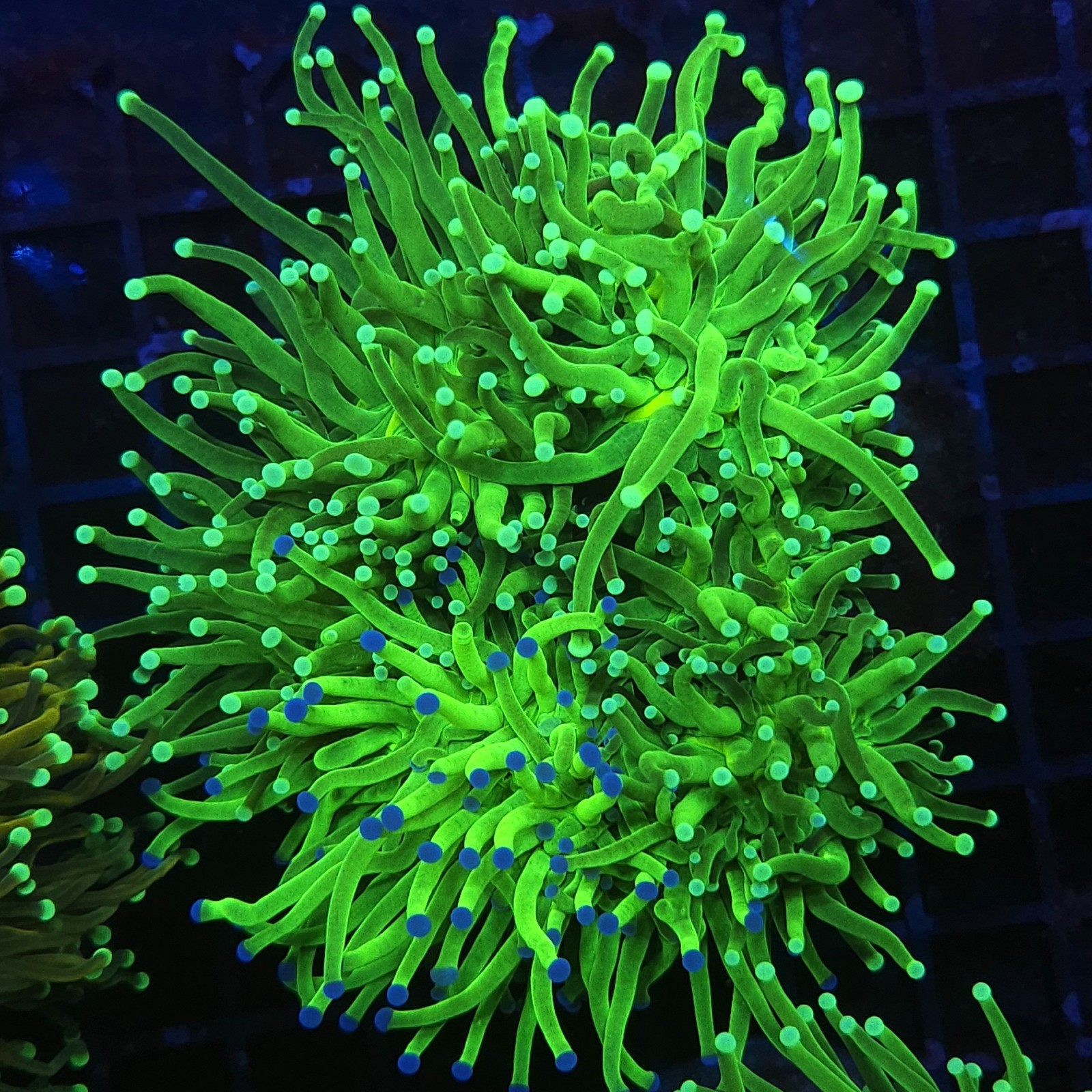 H-4022 - Euphyllia glabrescens