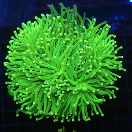 H-4023 - Euphyllia glabrescens