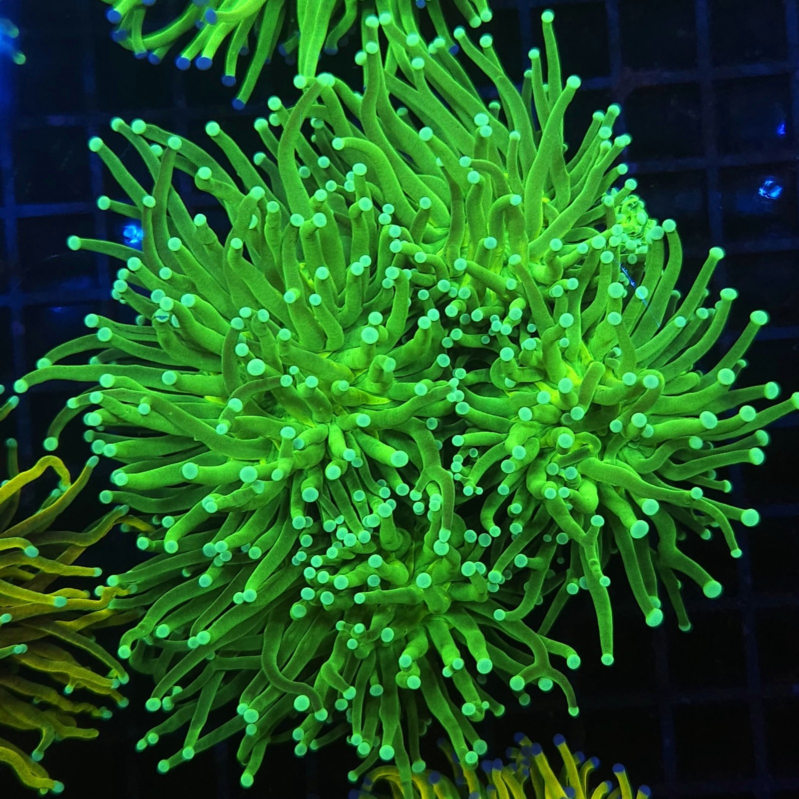 H-4024 - Euphyllia glabrescens