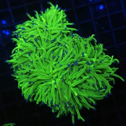 H-4025 - Euphyllia glabrescens