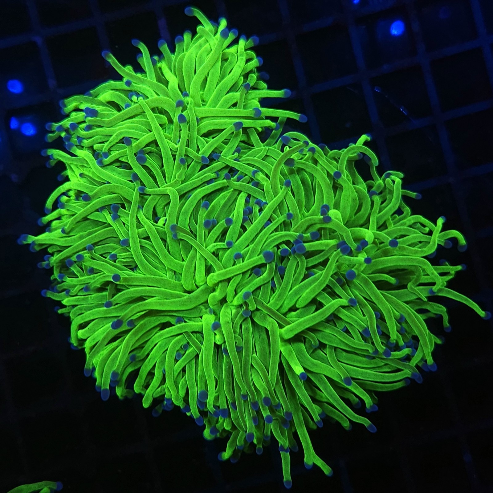 H-4025 - Euphyllia glabrescens