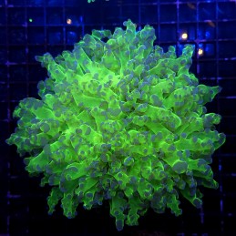 H-3001 - Euphyllia divisa