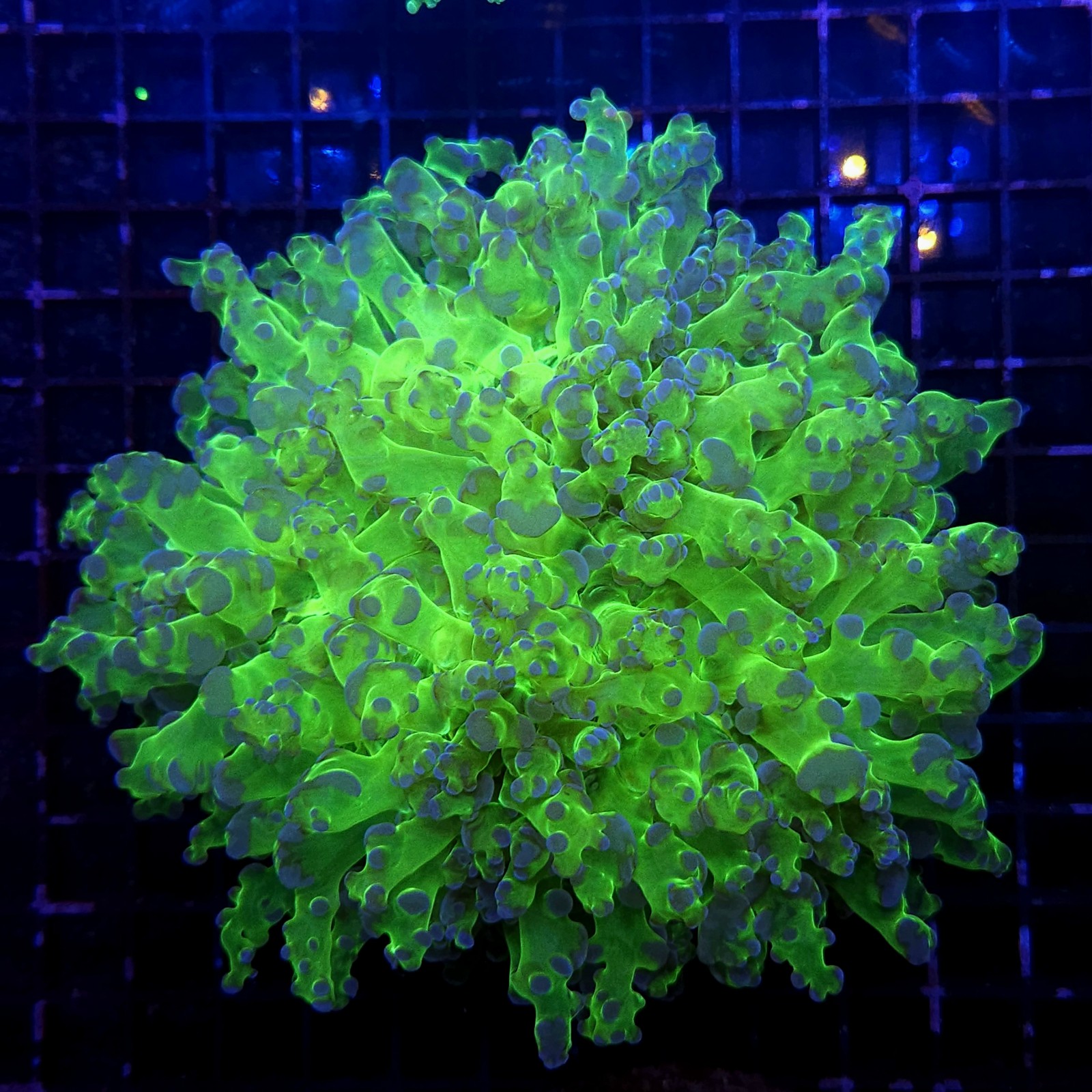 H-3001 - Euphyllia divisa