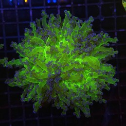 H-3002 - Euphyllia divisa