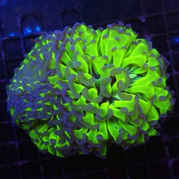 H-2001 - Euphyllia ancora