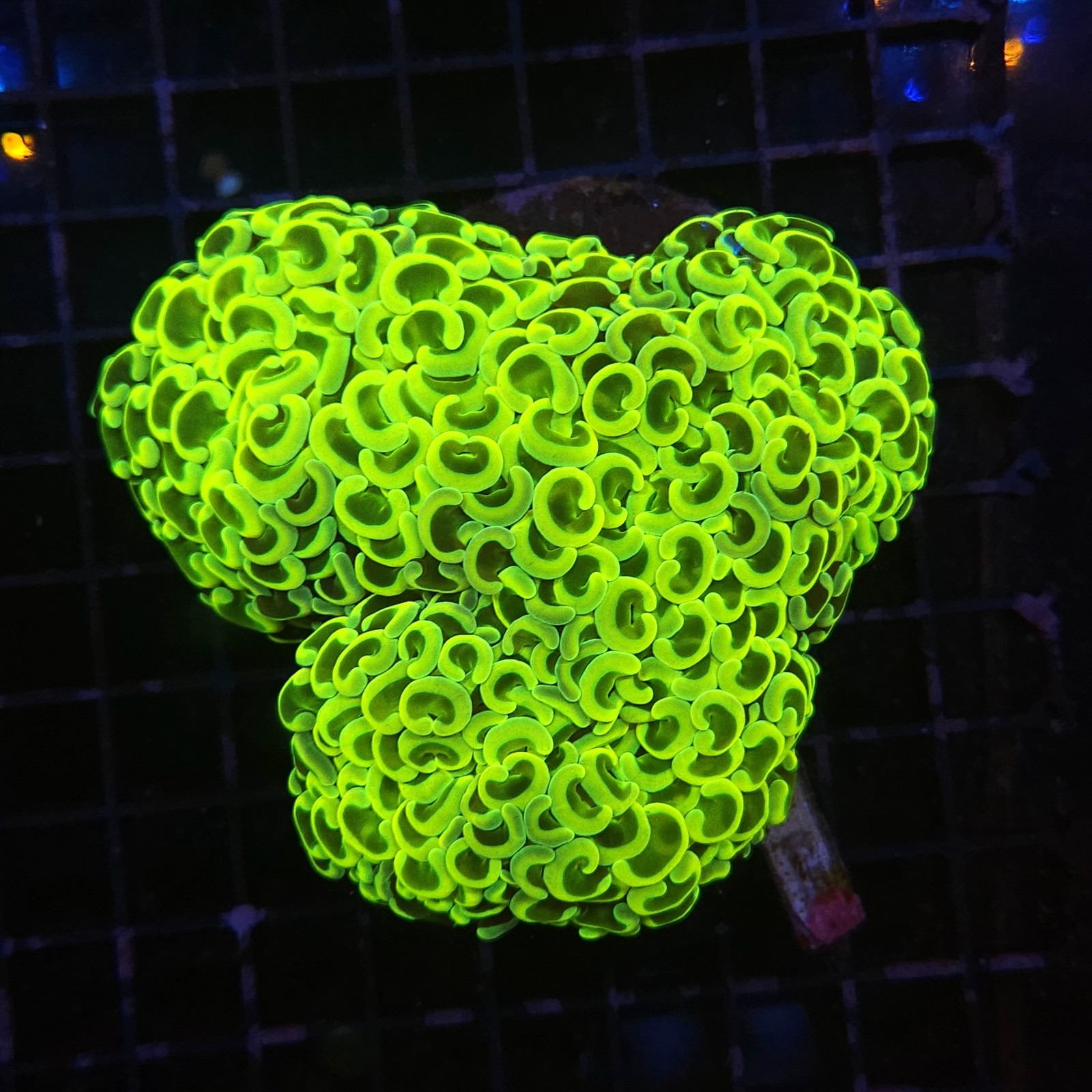H-2004 - Euphyllia ancora