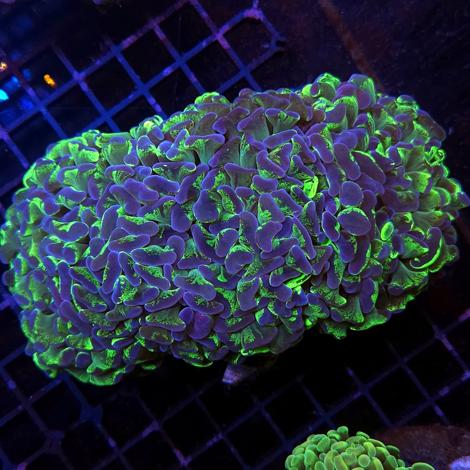 H-2005 - Euphyllia ancora
