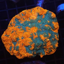 H-7101 - Echinophyllia
