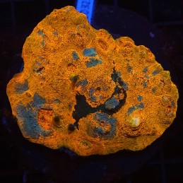 H-7103 - Echinophyllia