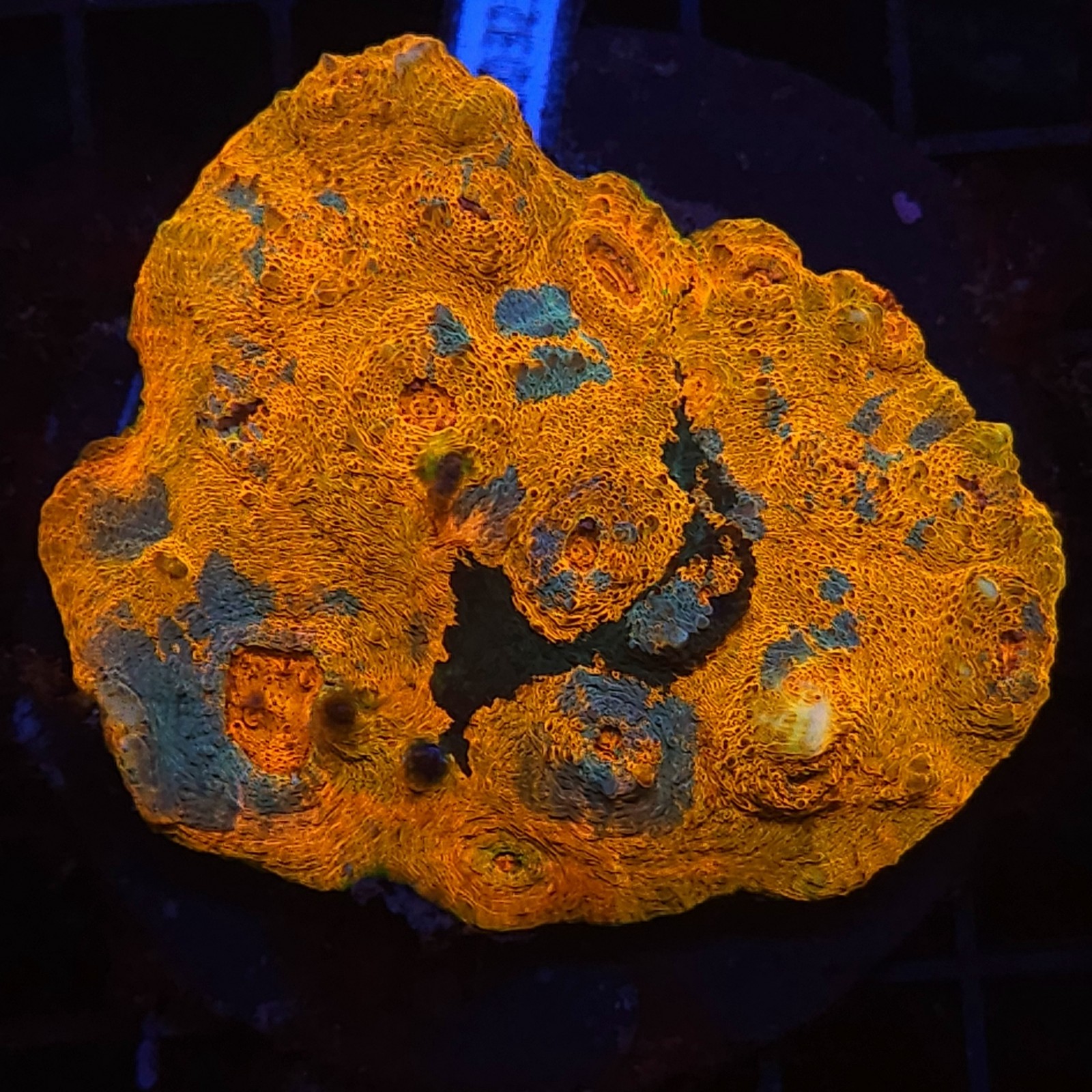 H-7103 - Echinophyllia