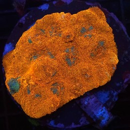 H-7104 - Echinophyllia