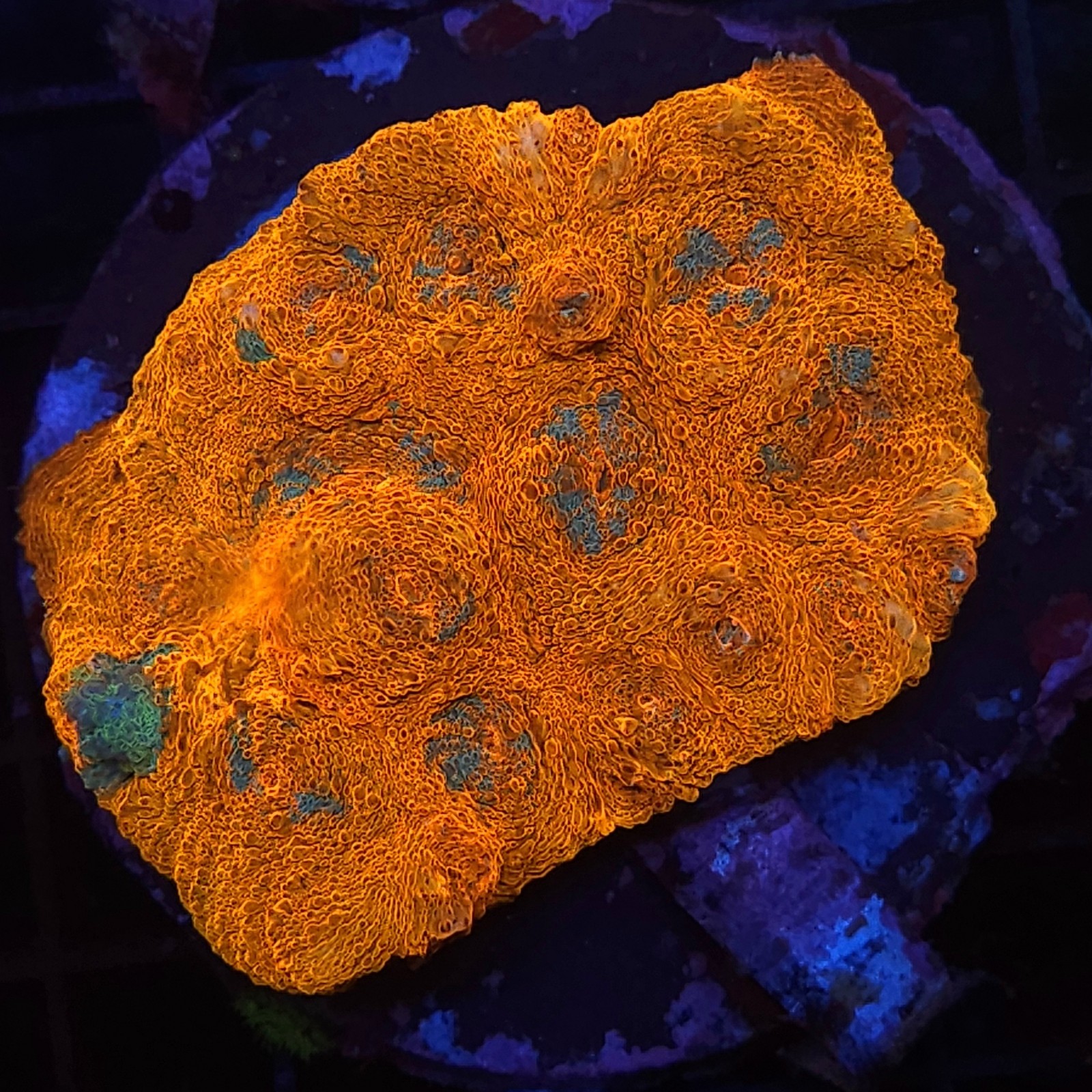 H-7104 - Echinophyllia