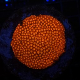 H-8721 - Cyphastrea sp.