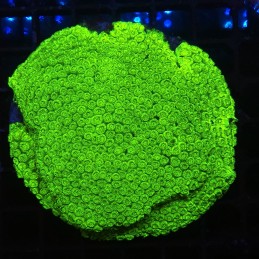 H-8720 - Cyphastrea sp.
