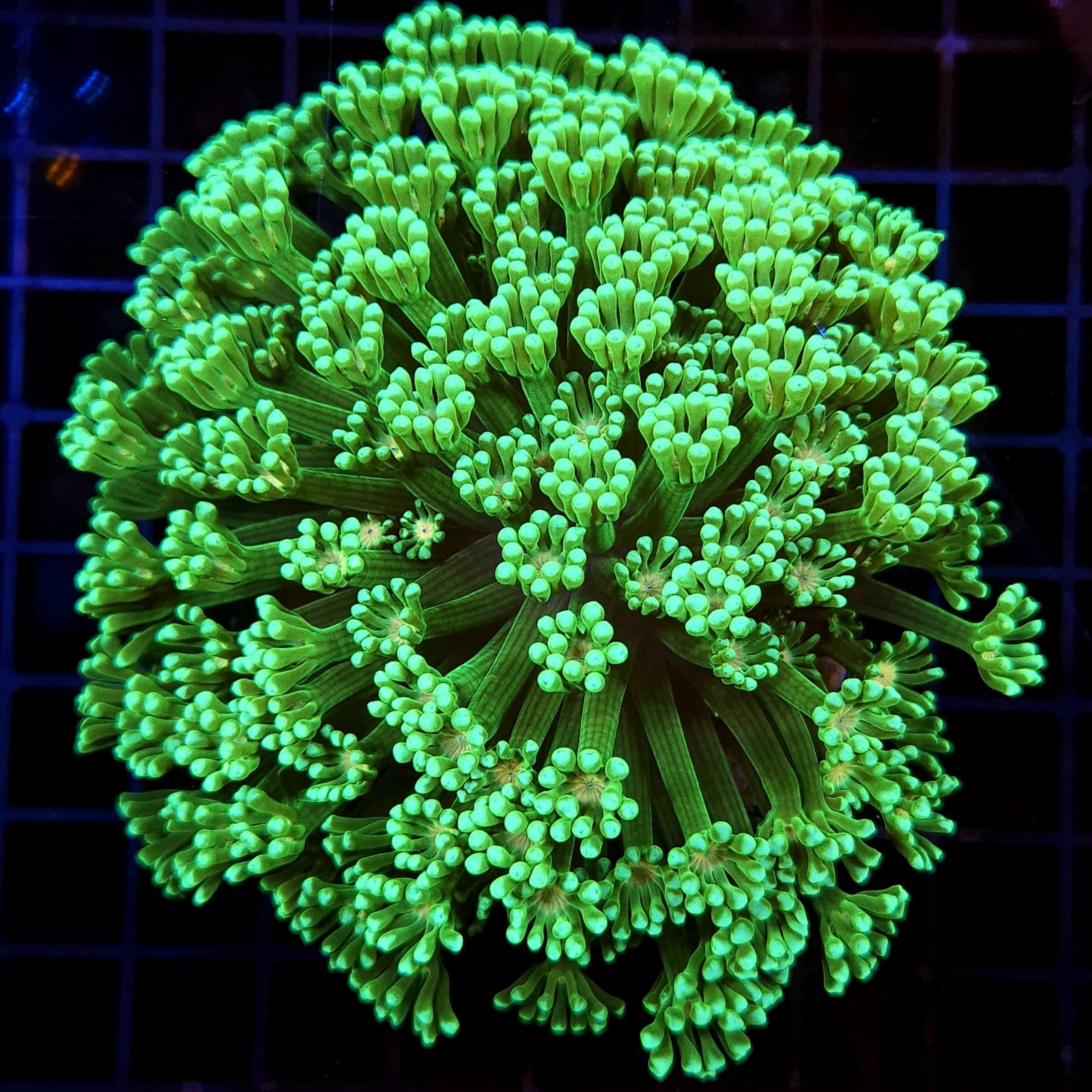 H-5503 - Alveopora