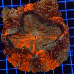 H-7401 - Acanthophyllia