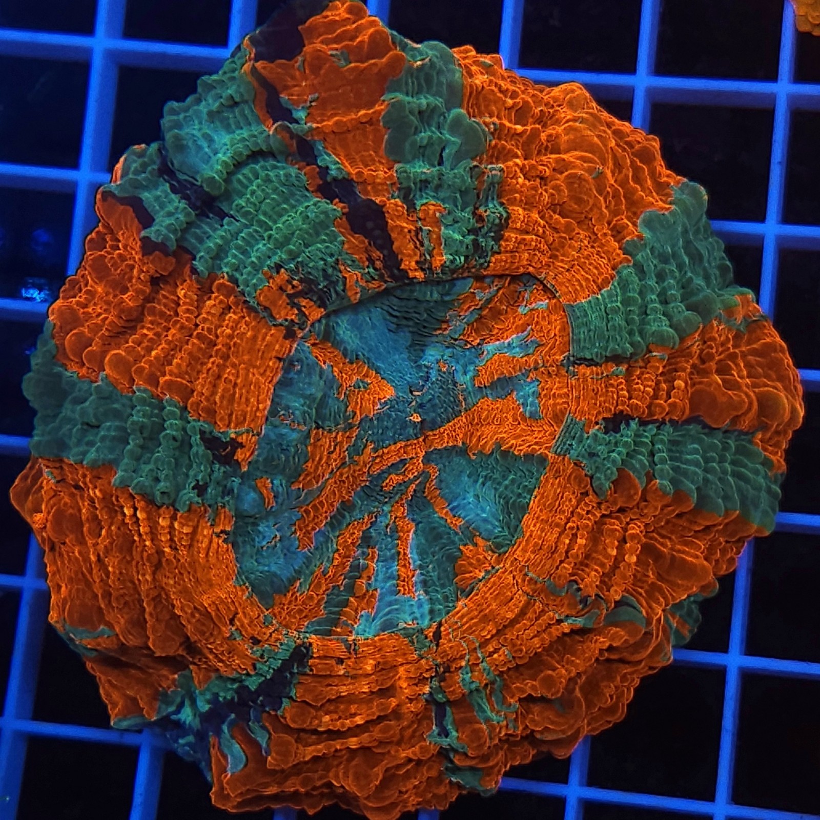 H-7402 - Acanthophyllia
