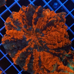 H-7403 - Acanthophyllia